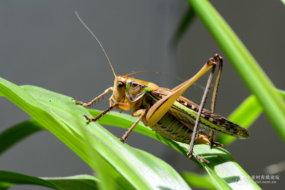 会叫的蚂蚱