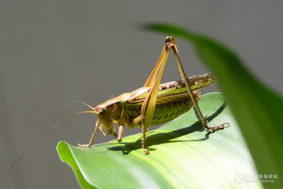 会叫的蚂蚱