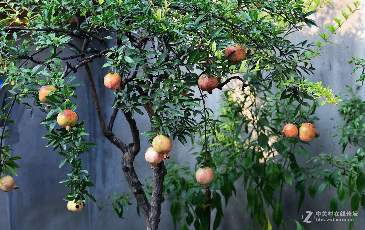 小院盆栽老石榴树龄四十挂满果陪老婆回娘家晚间与早上拍摄