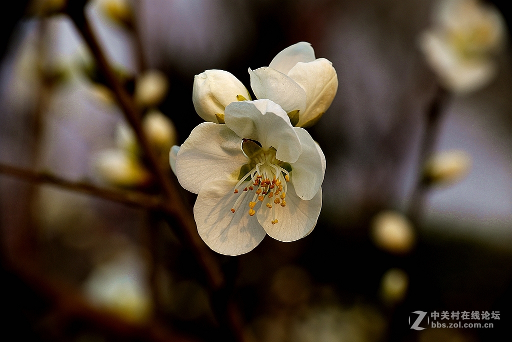 微距 桃花