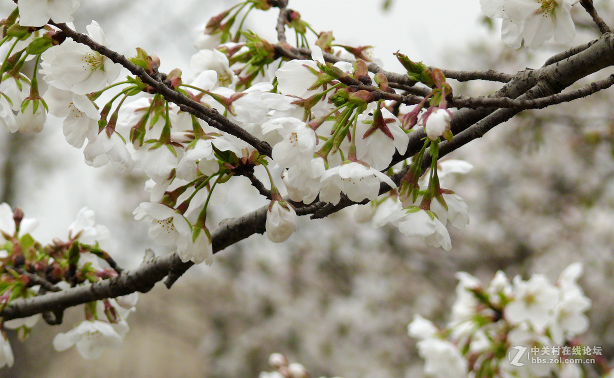 漂亮的樱桃花      4