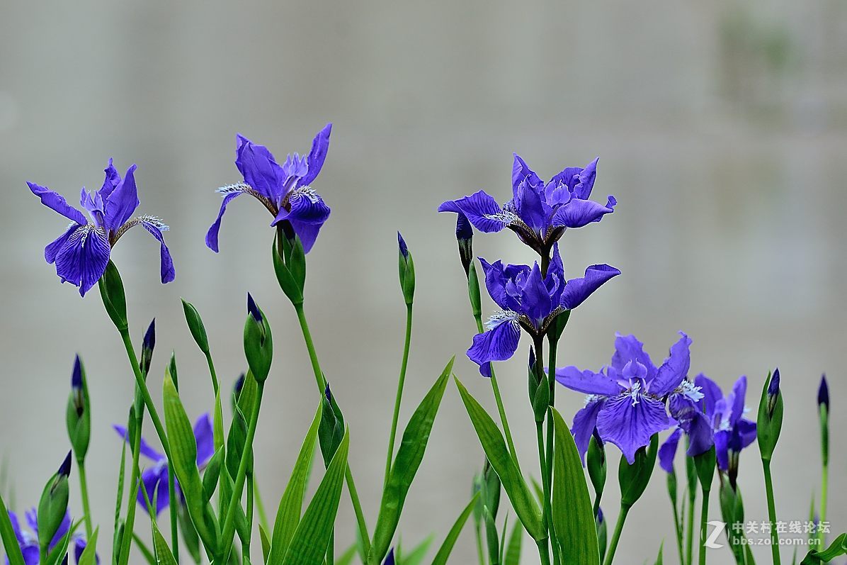鸢尾兰