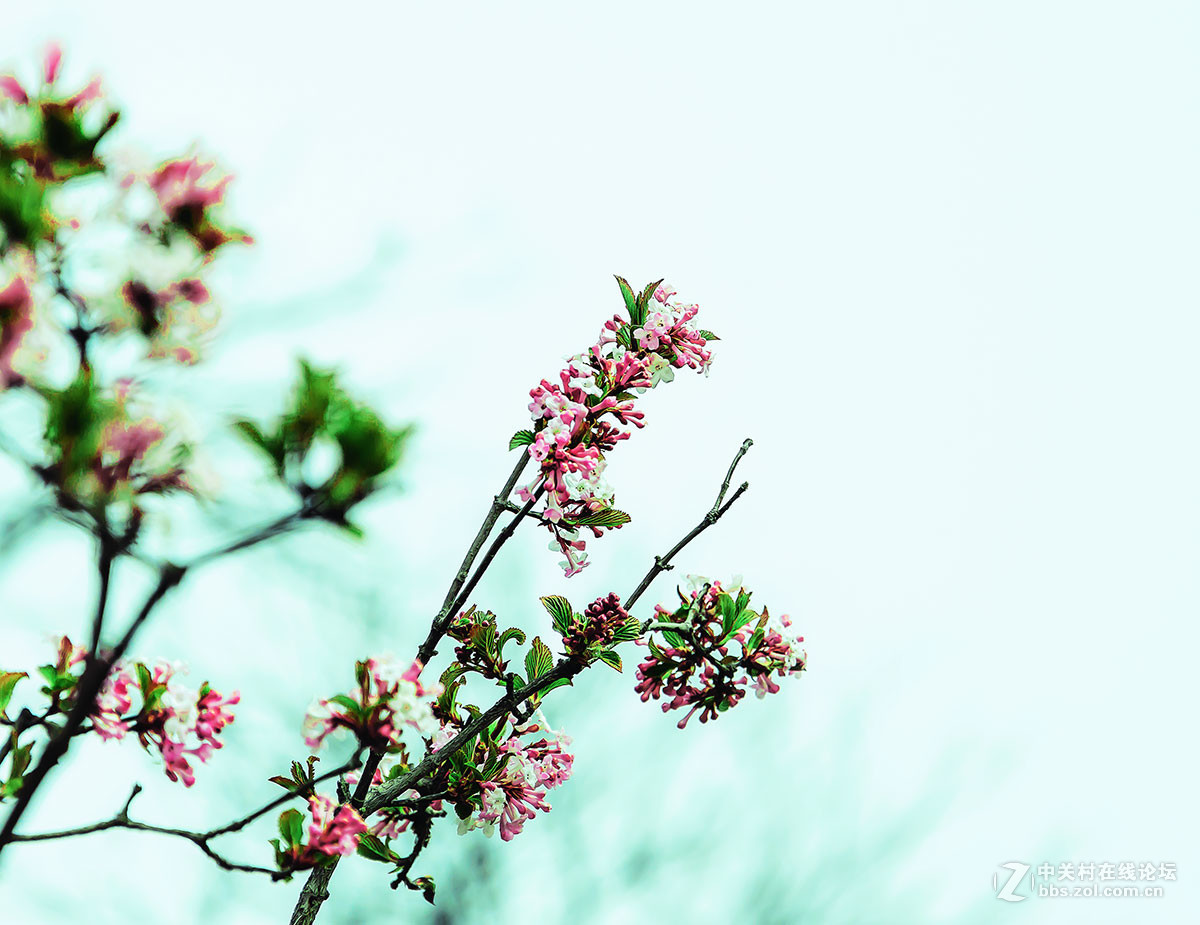 淡淡一抹
