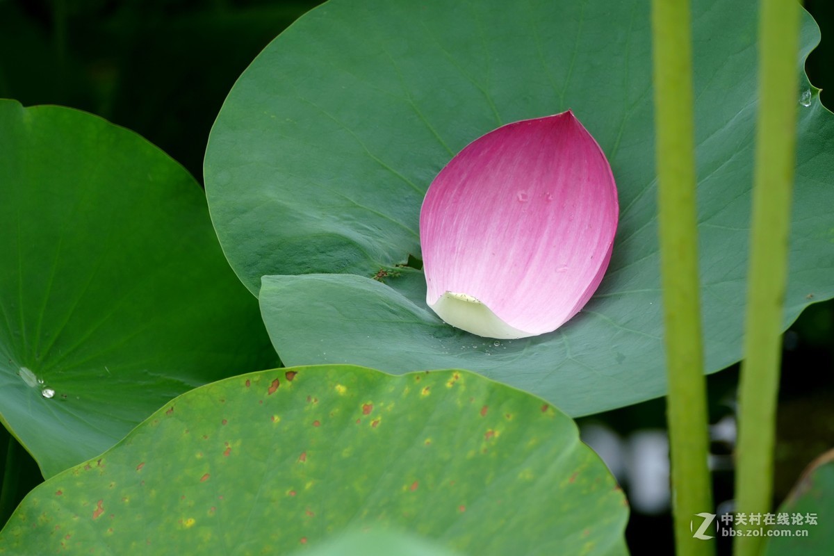 徕卡V-Lux(Typ 114)试荷花