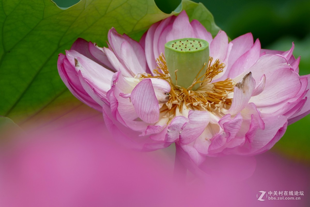 徕卡V-Lux(Typ 114)试荷花