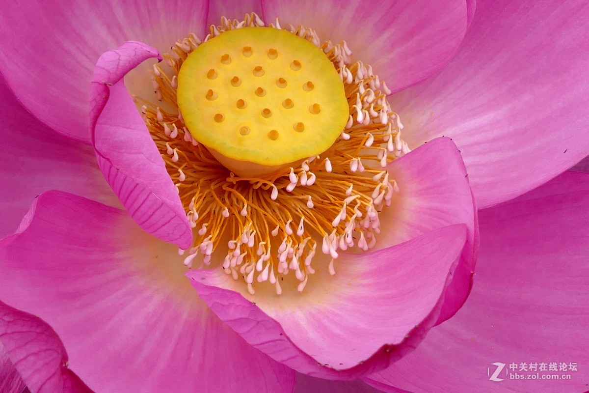 徕卡V-Lux(Typ 114)试荷花