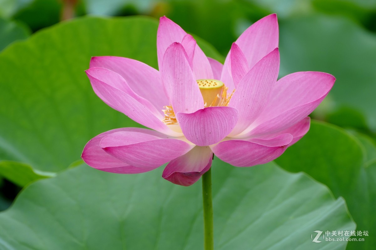 徕卡V-Lux(Typ 114)试荷花