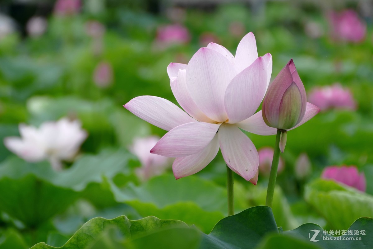 徕卡V-Lux(Typ 114)试荷花