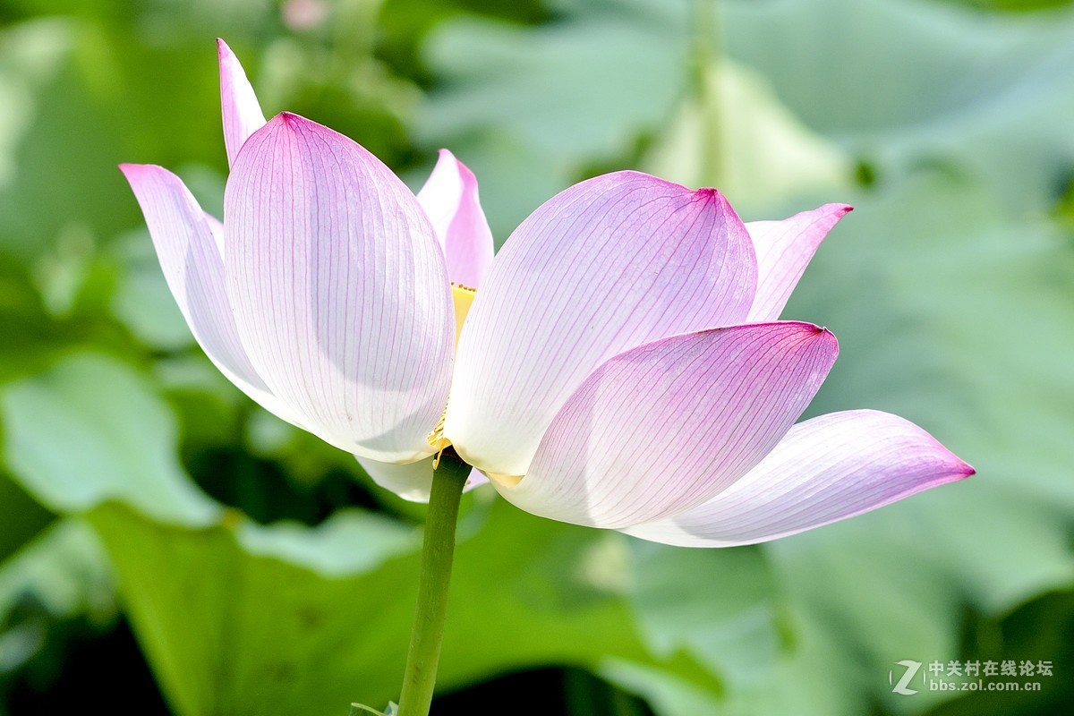 荷花塘养的那种藕