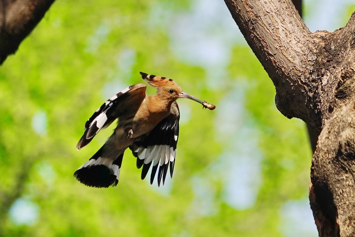 戴胜喂母鸟的一次飛行过程