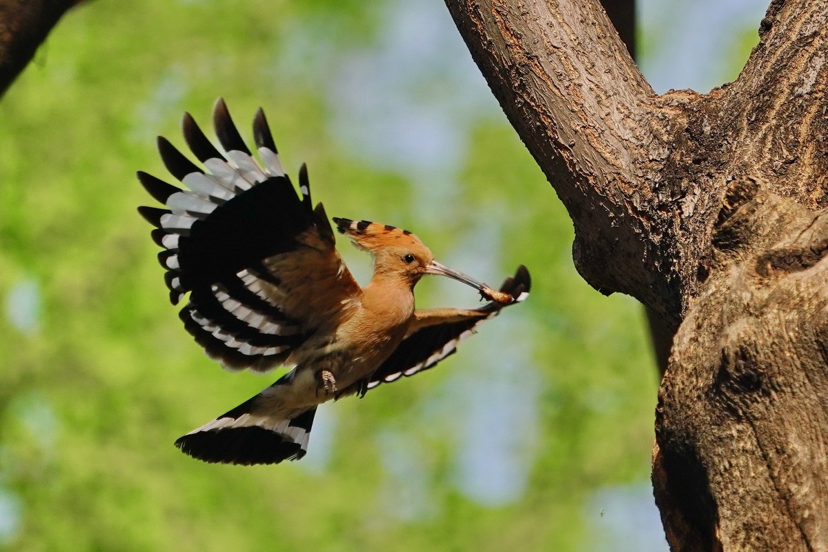 戴胜喂母鸟的一次飛行过程