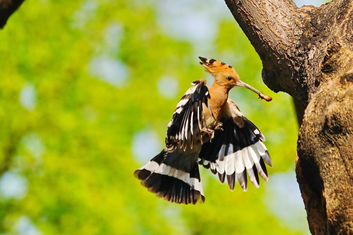 戴胜喂母鸟的一次飛行过程