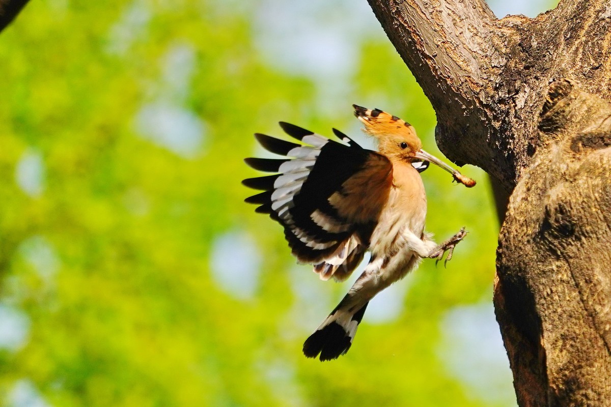 戴胜喂母鸟的一次飛行过程