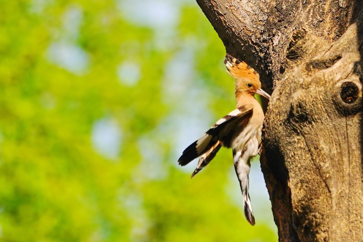 戴胜喂母鸟的一次飛行过程