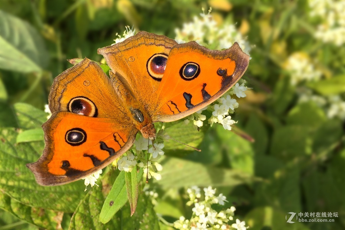 #版主坐堂# 《手机摄影星空(中国)》2018年10月优秀作品选编（下）