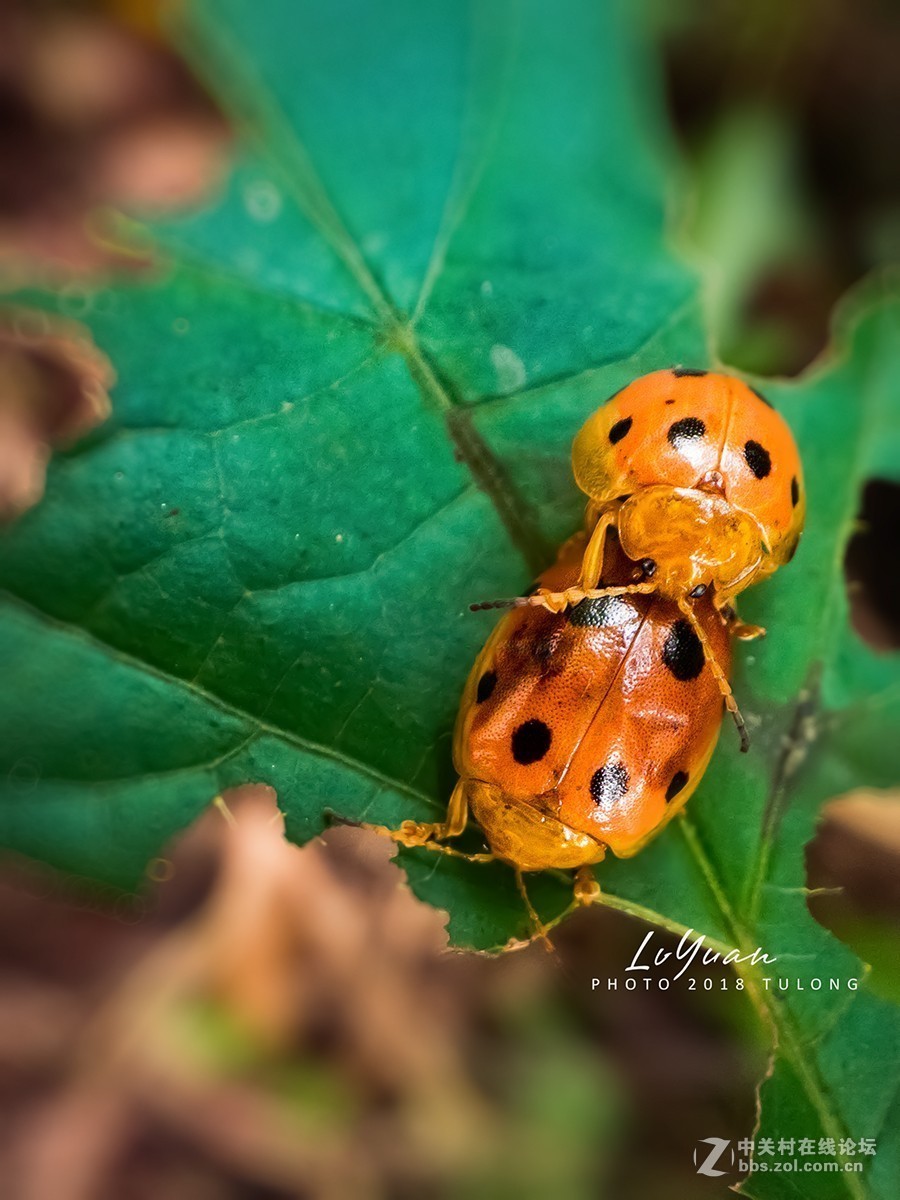 #版主坐堂# 《手机摄影星空(中国)》2018年10月优秀作品选编（下）