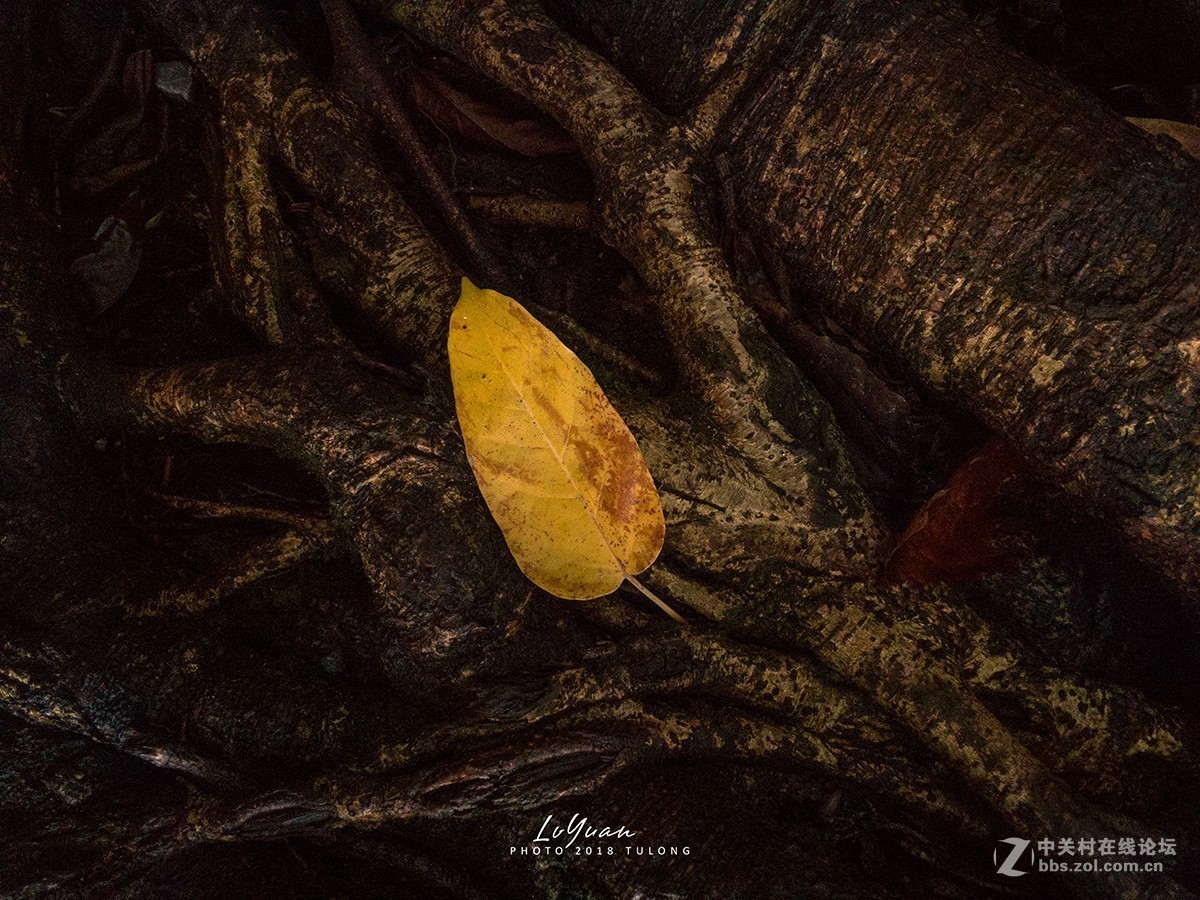 #版主坐堂# 《手机摄影星空(中国)》2018年10月优秀作品选编（下）