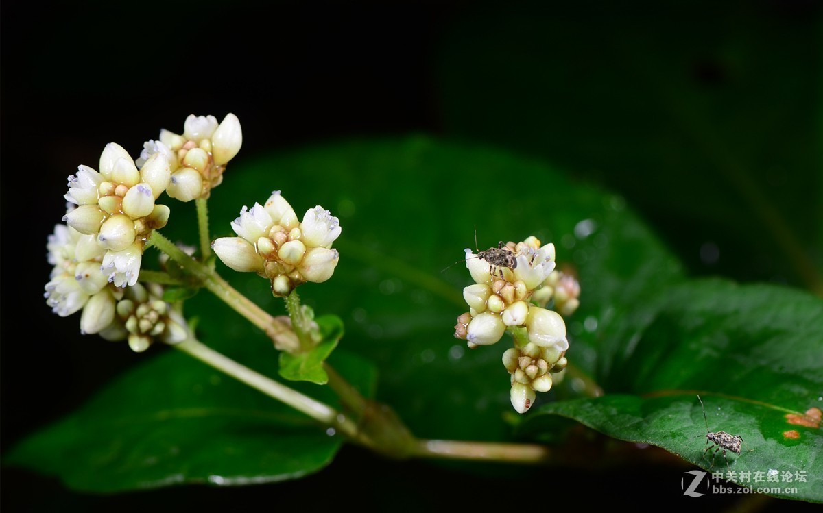 秋日小野花（火炭母）