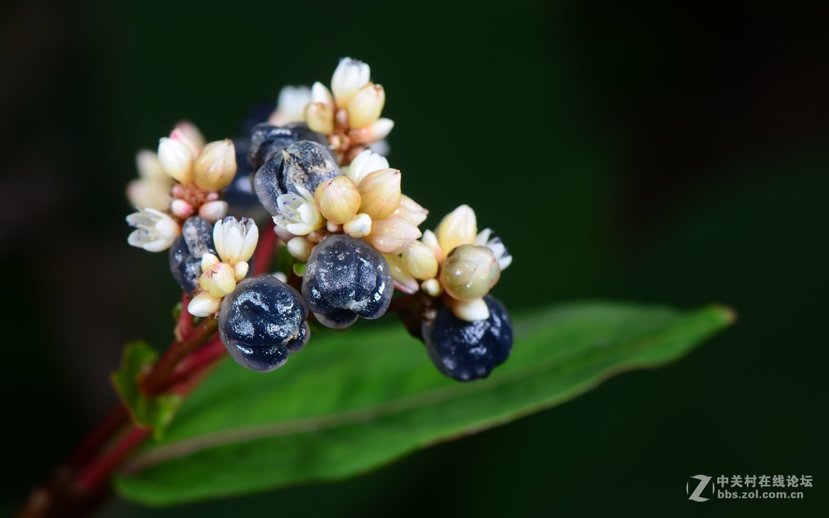 秋日小野花（火炭母）