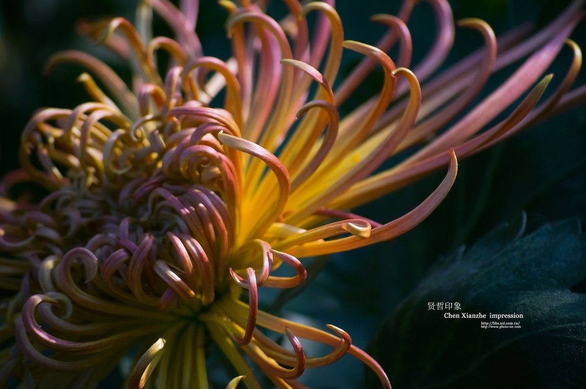 花之隐逸者 ---- 秋菊盎然！