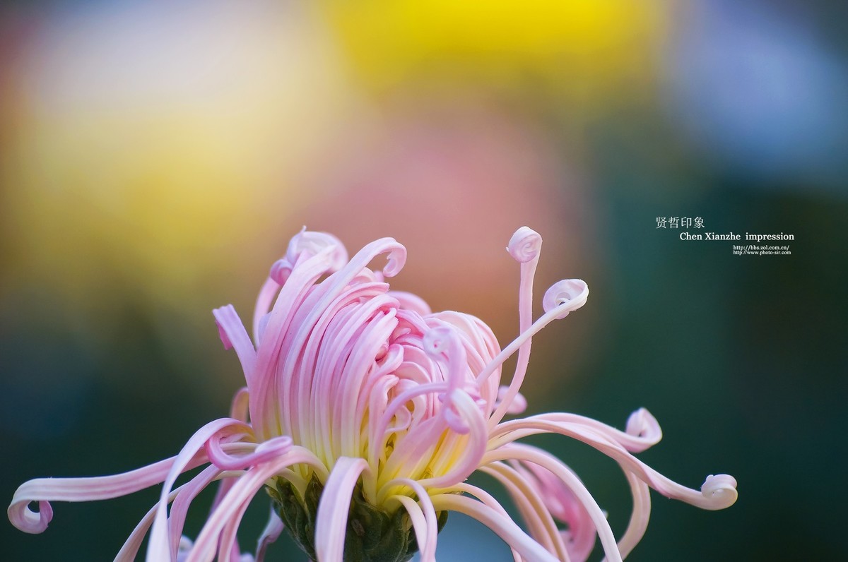 花之隐逸者 ---- 秋菊盎然！