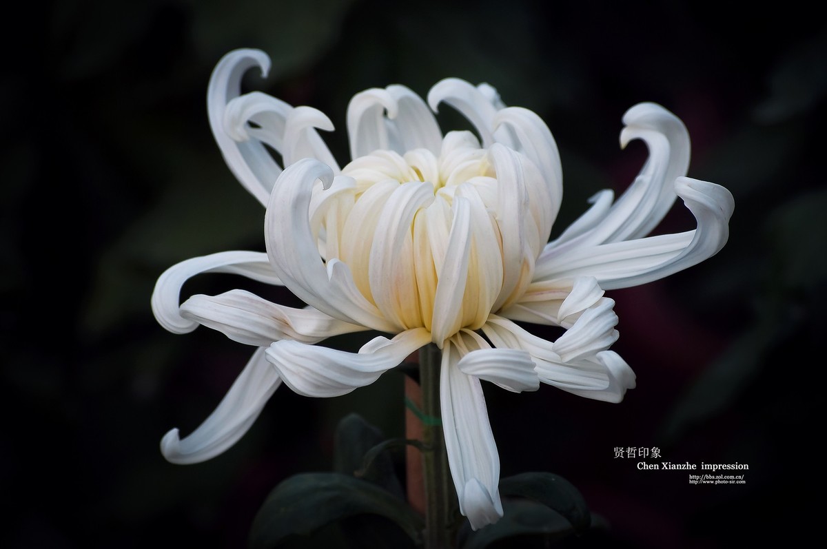 花之隐逸者 ---- 秋菊盎然！