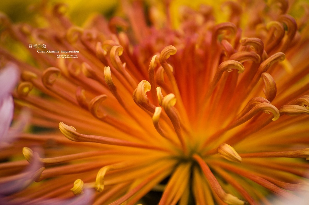 花之隐逸者 ---- 秋菊盎然！