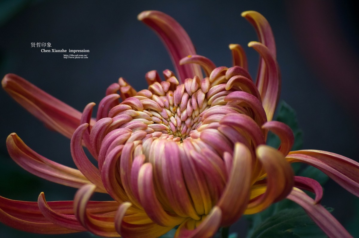 花之隐逸者 ---- 秋菊盎然！