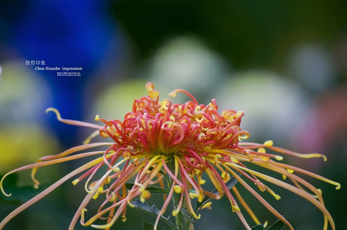 花之隐逸者 ---- 秋菊盎然！