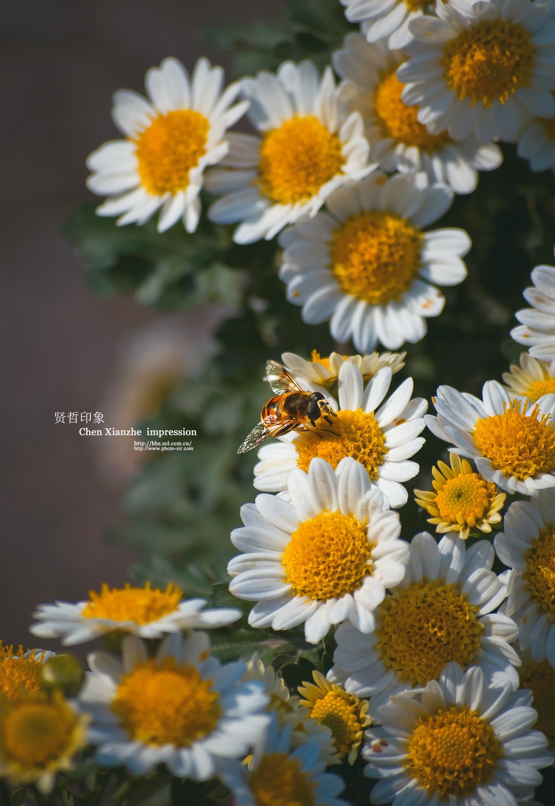 花之隐逸者 ---- 秋菊盎然！