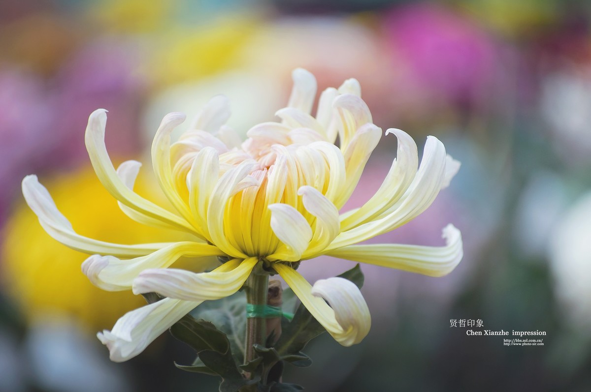 花之隐逸者 ---- 秋菊盎然！