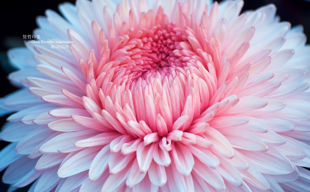 花之隐逸者 ---- 秋菊盎然！