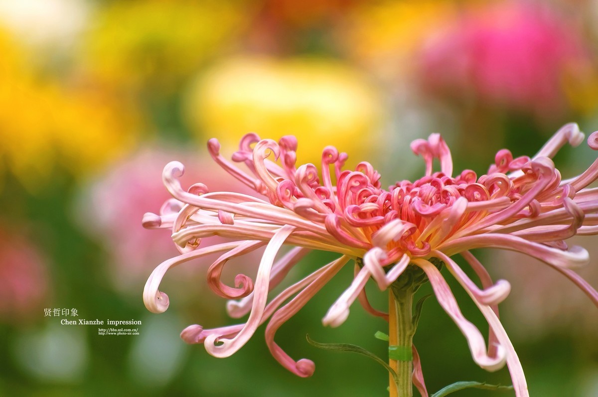 花之隐逸者 ---- 秋菊盎然！