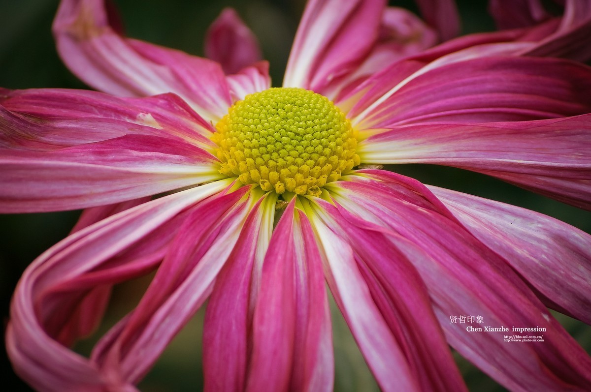花之隐逸者 ---- 秋菊盎然！