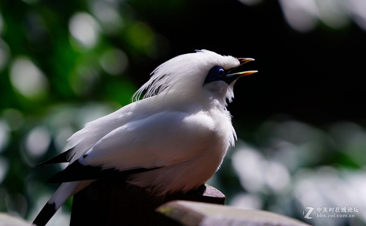 香港公园尤德观鸟园62长冠八哥
