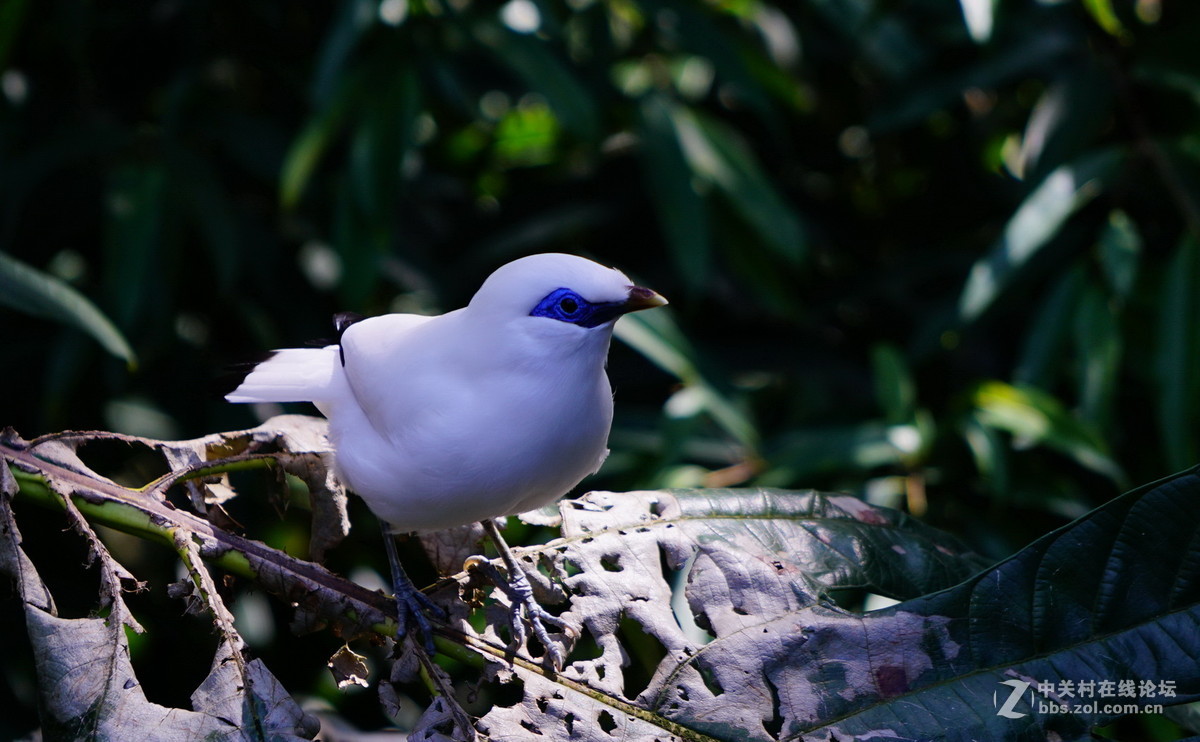 香港公园尤德观鸟园62长冠八哥
