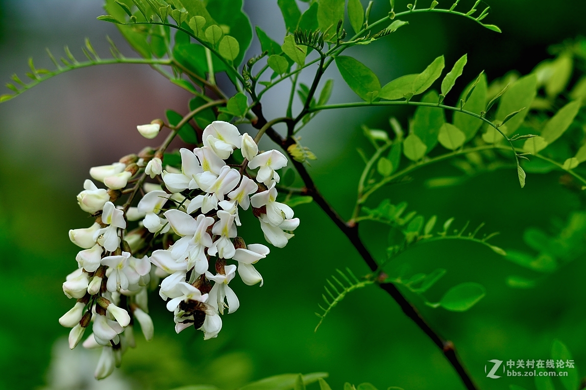 洋槐花與蜂