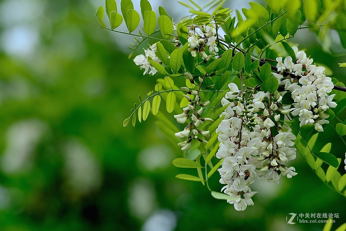 洋槐花與蜂