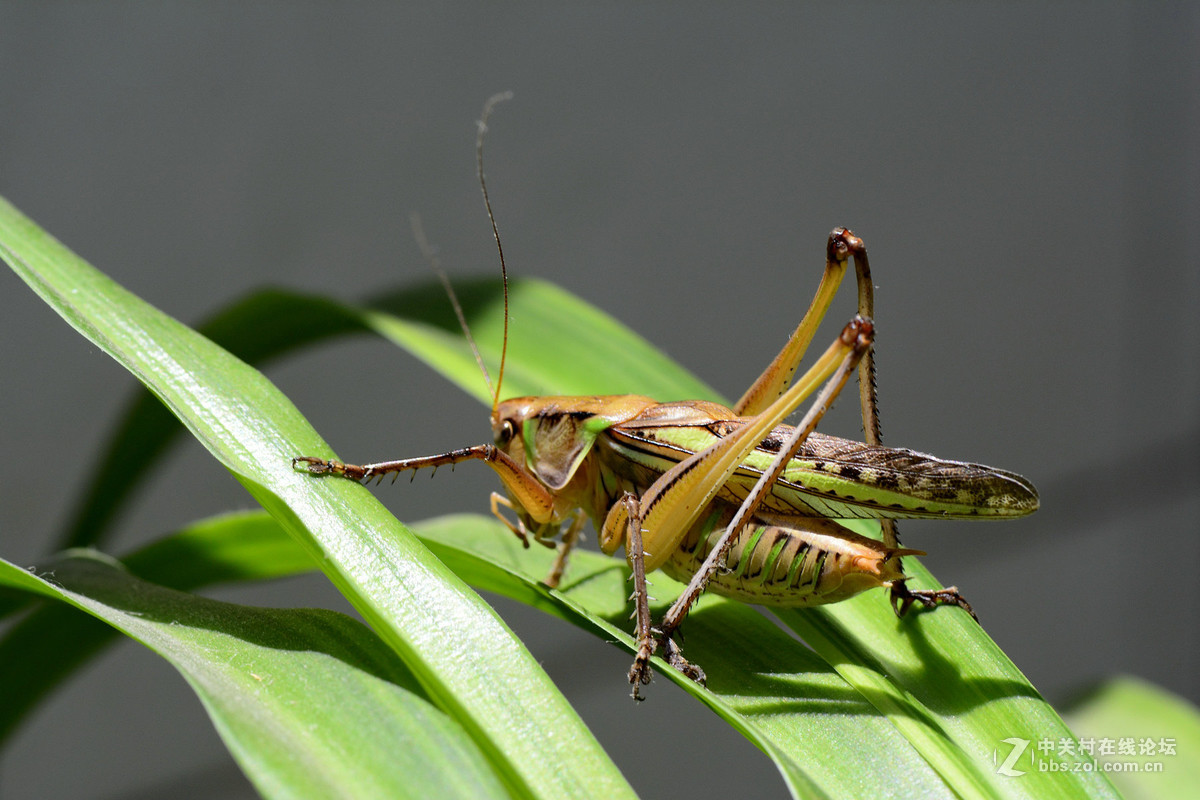会叫的蚂蚱