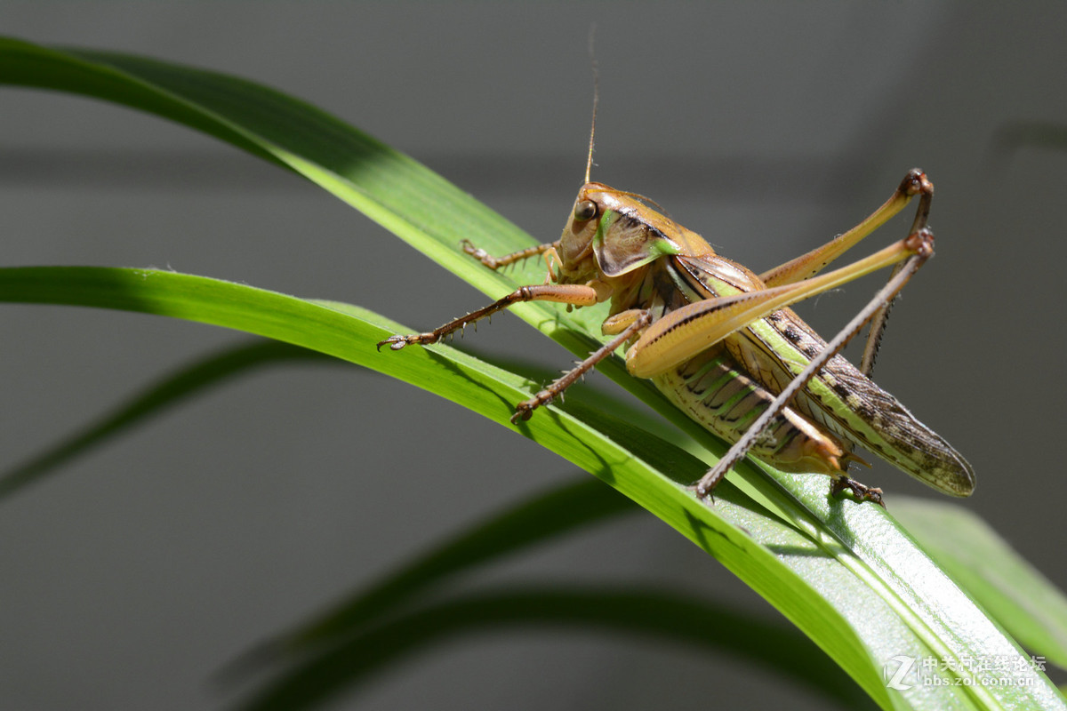 会叫的蚂蚱