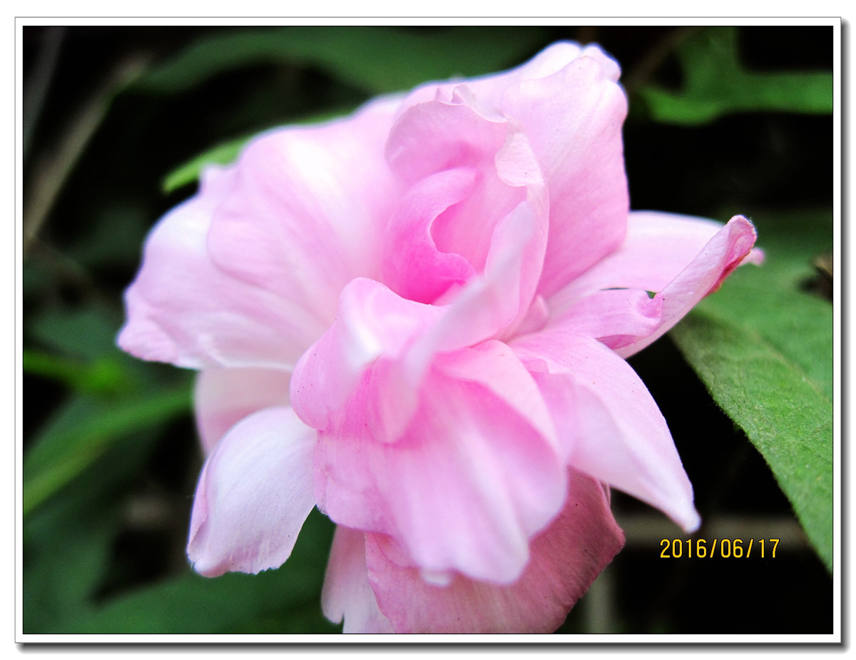 【行行摄摄】晨拍