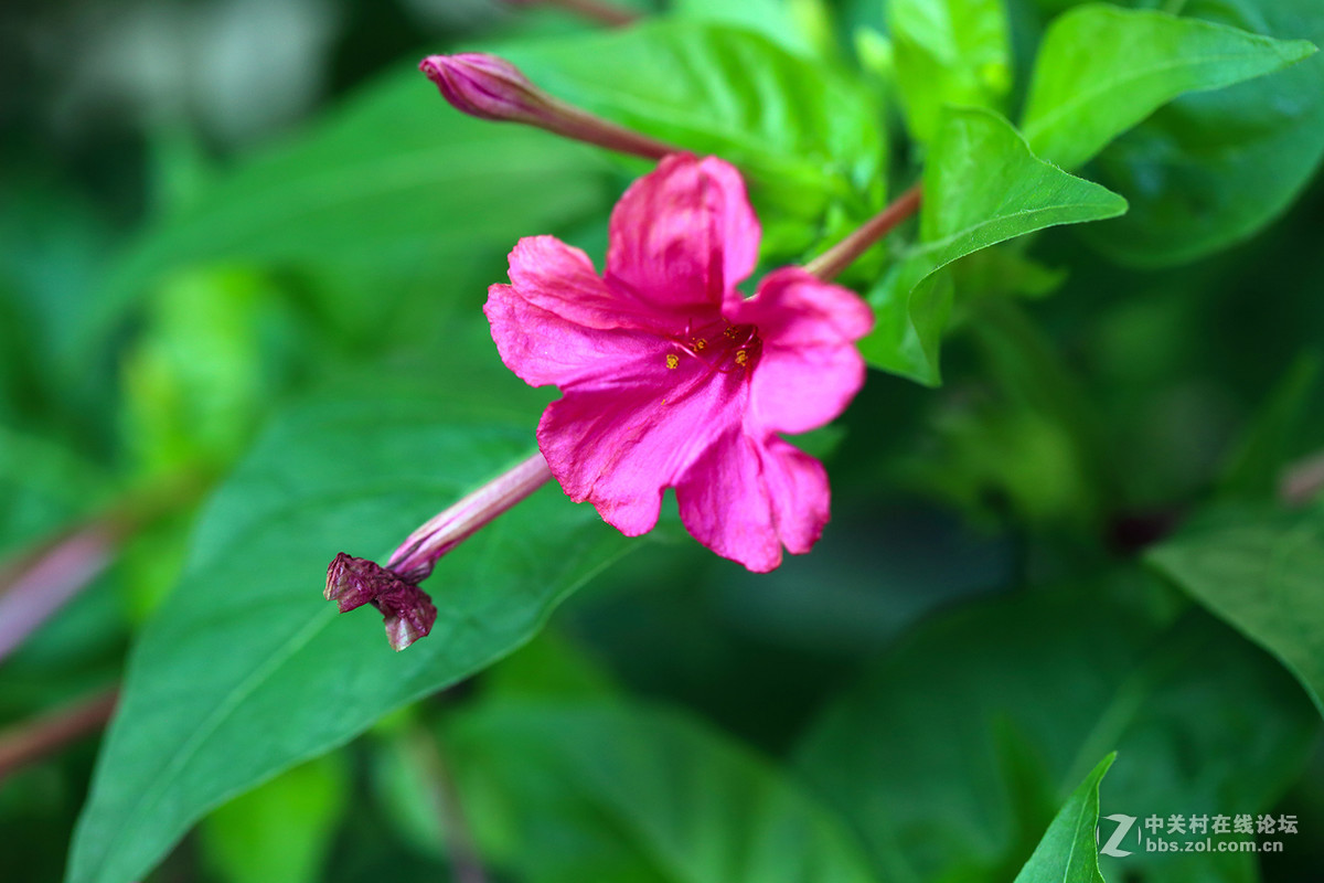 胭脂花