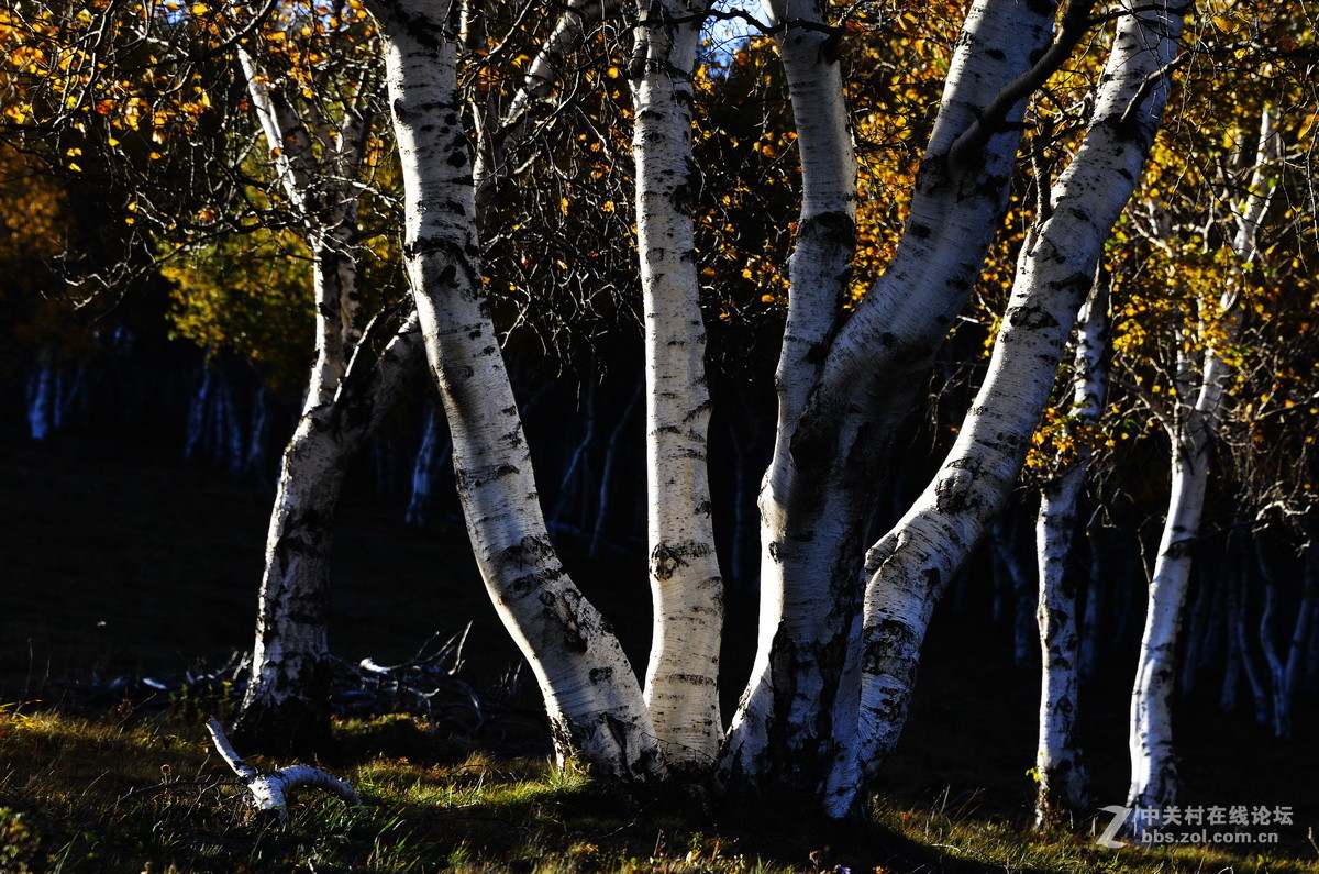 美丽的乌兰布统之二