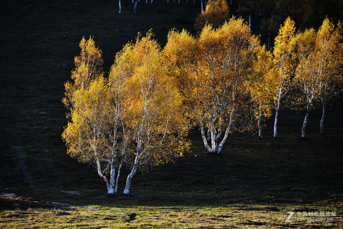 美丽的乌兰布统之三