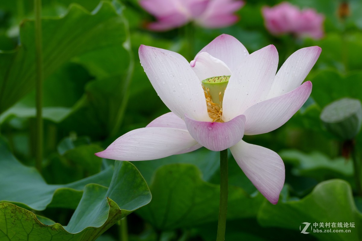 徕卡V-Lux(Typ 114)试荷花