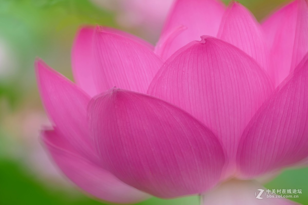 徕卡V-Lux(Typ 114)试荷花