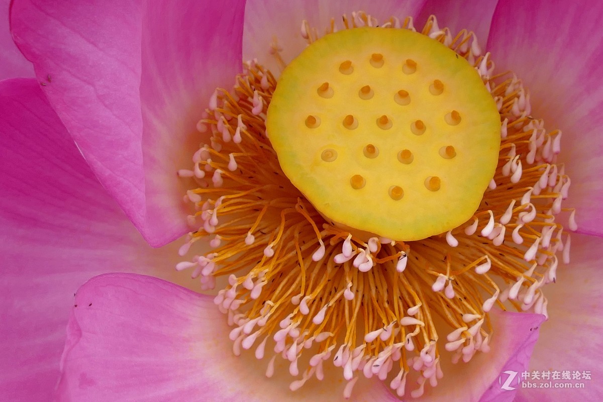 徕卡V-Lux(Typ 114)试荷花