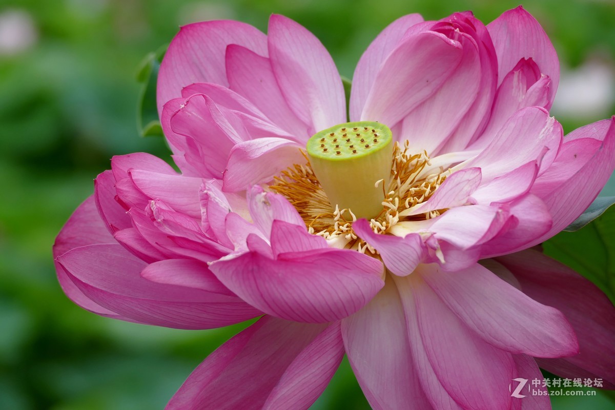 徕卡V-Lux(Typ 114)试荷花