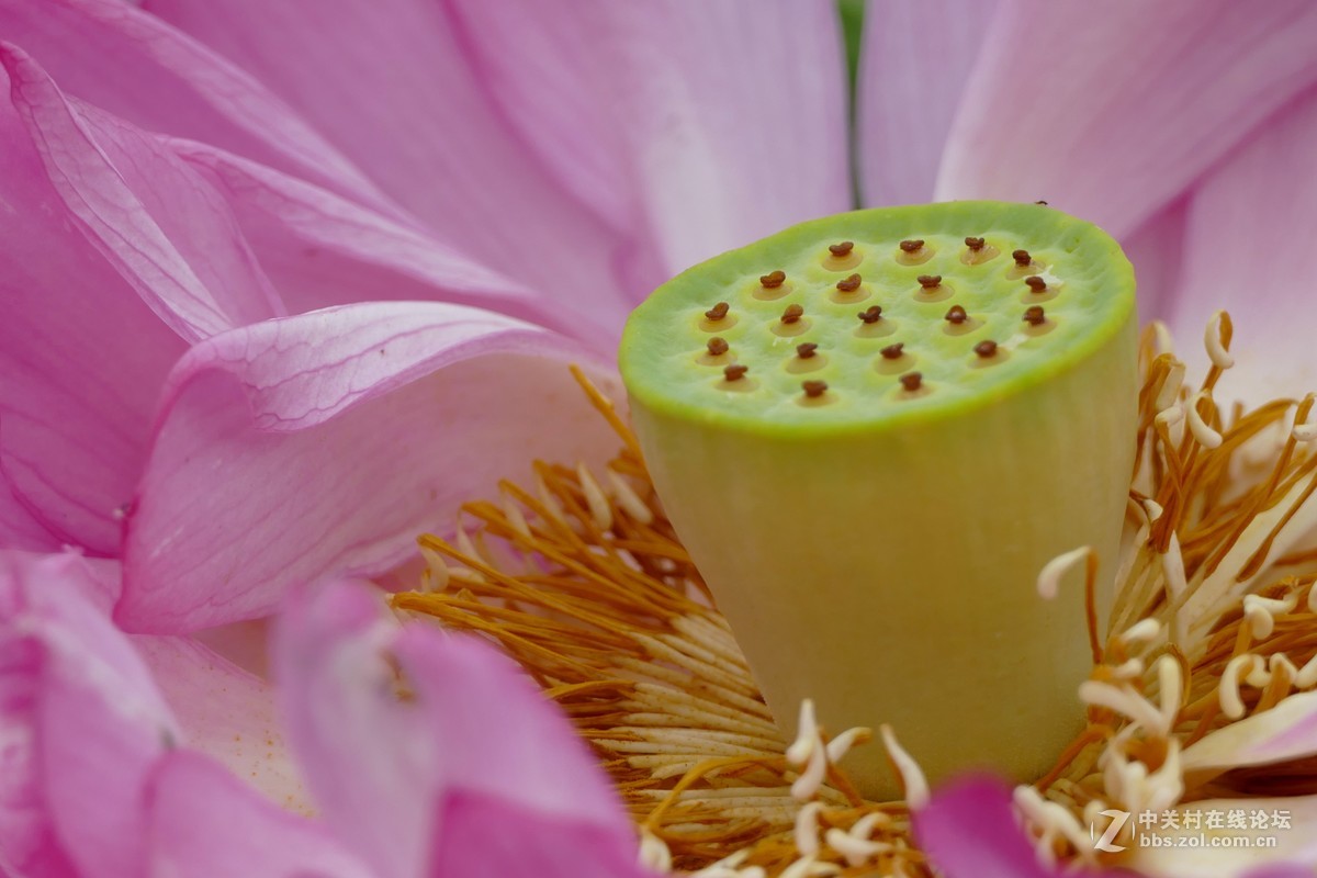 徕卡V-Lux(Typ 114)试荷花