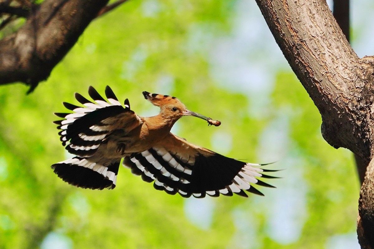 戴胜喂母鸟的一次飛行过程